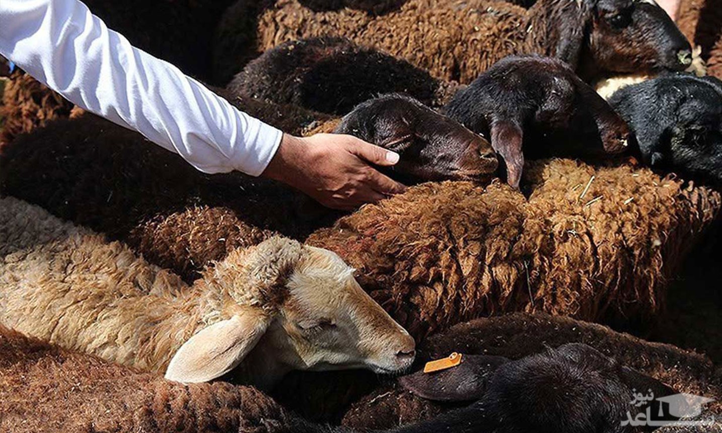 قیمت دام زنده در عید قربان ۱۴۰۰ چقدر است؟