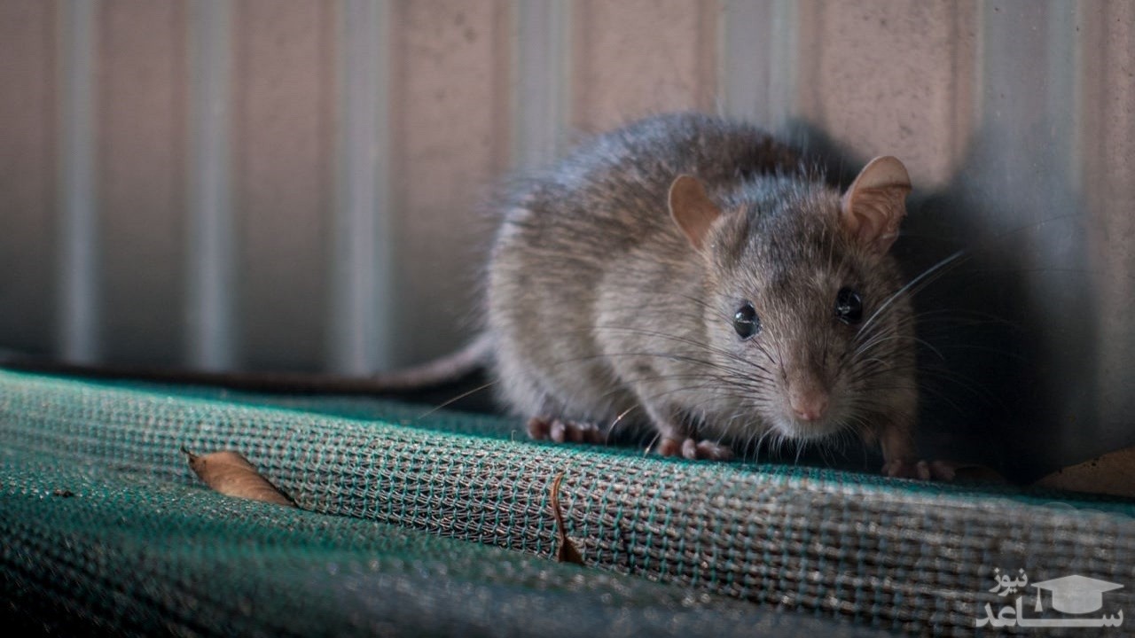 (فیلم) بالارفتن موش از سِرُم بیمار در بیمارستان