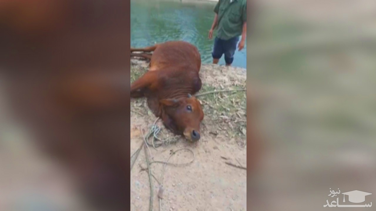 (فیلم) به هوش آمدن گاو پس از نجات یافتن از رودخانه