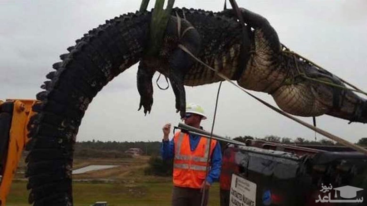 (فیلم) کروکودیل عظیم‌ الجثه در دام چند مرد