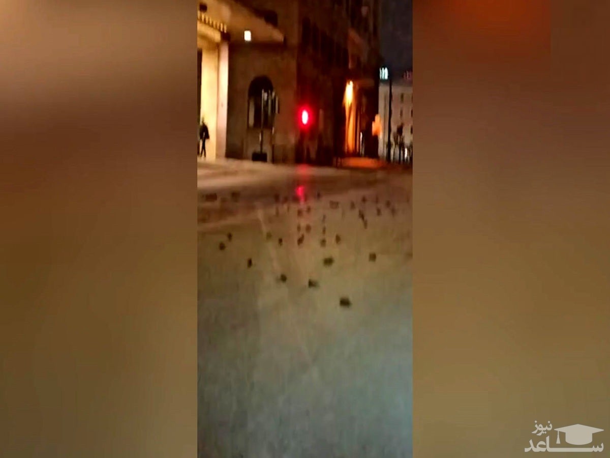 فیلم وحشتناک از اجساد پرنده ها کف خیابان