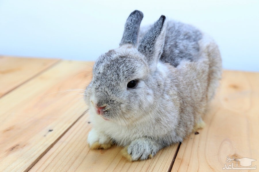 علل اسهال در خرگوش و روش های درمان