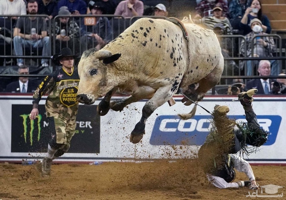 (تصاویر) مسابقات هیجان انگیز گاوسواری