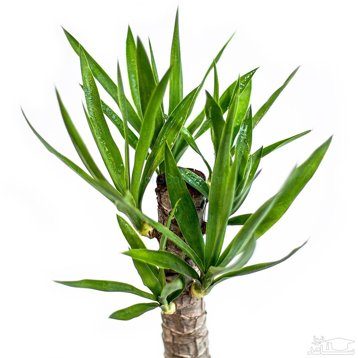 گل یوکا فیلی