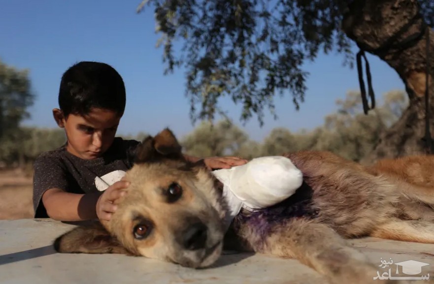 مراقبت یک کودک سوری از یک سگ قطع عضو شده در ادلب سوریه/ خبرگزاری فرانسه