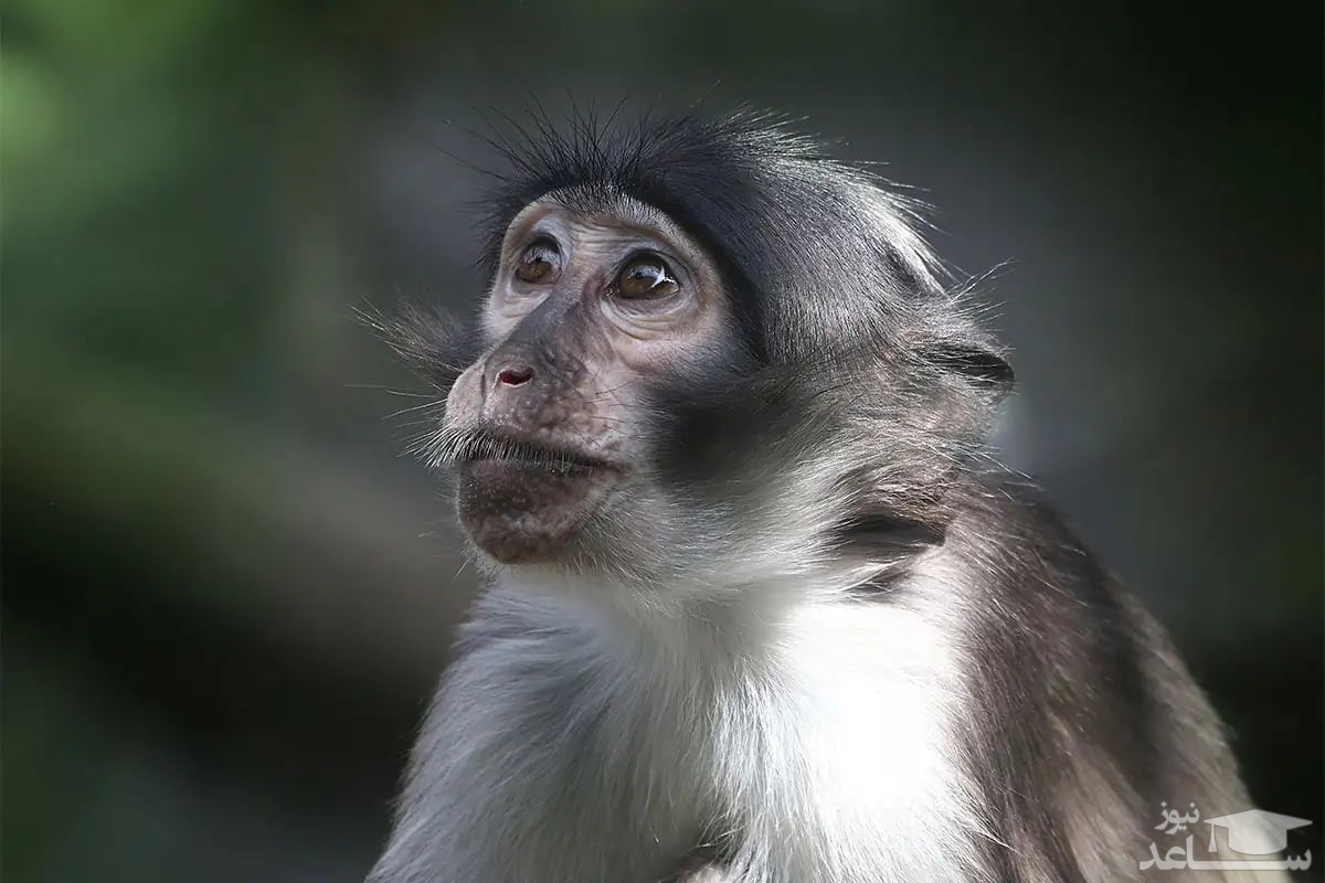 علت شیوع آبله میمون؛ رابطه نزدیک یک زن آمریکایی با میمون آلوده به آبله