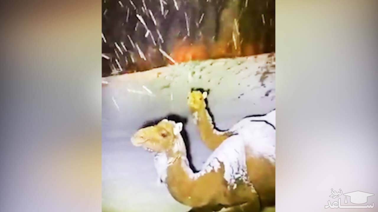 (فیلم) شترهای متعجب میان برف شدید عربستان 