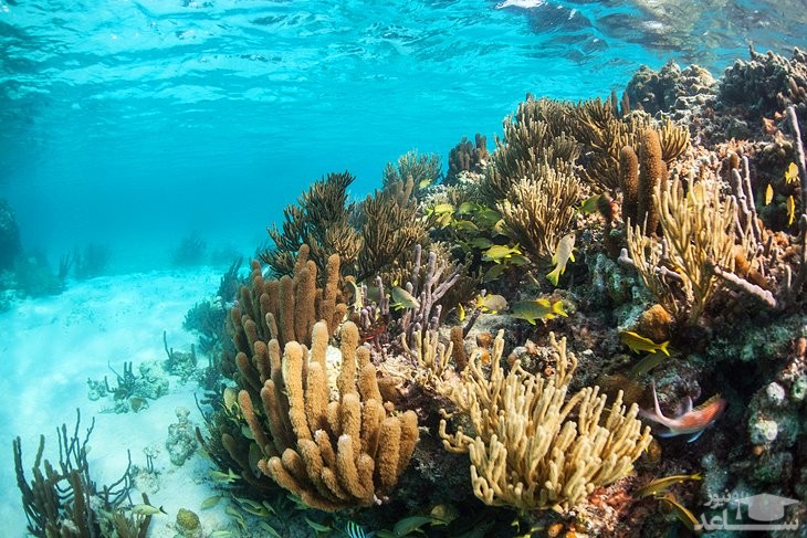  جزایر تورناف 