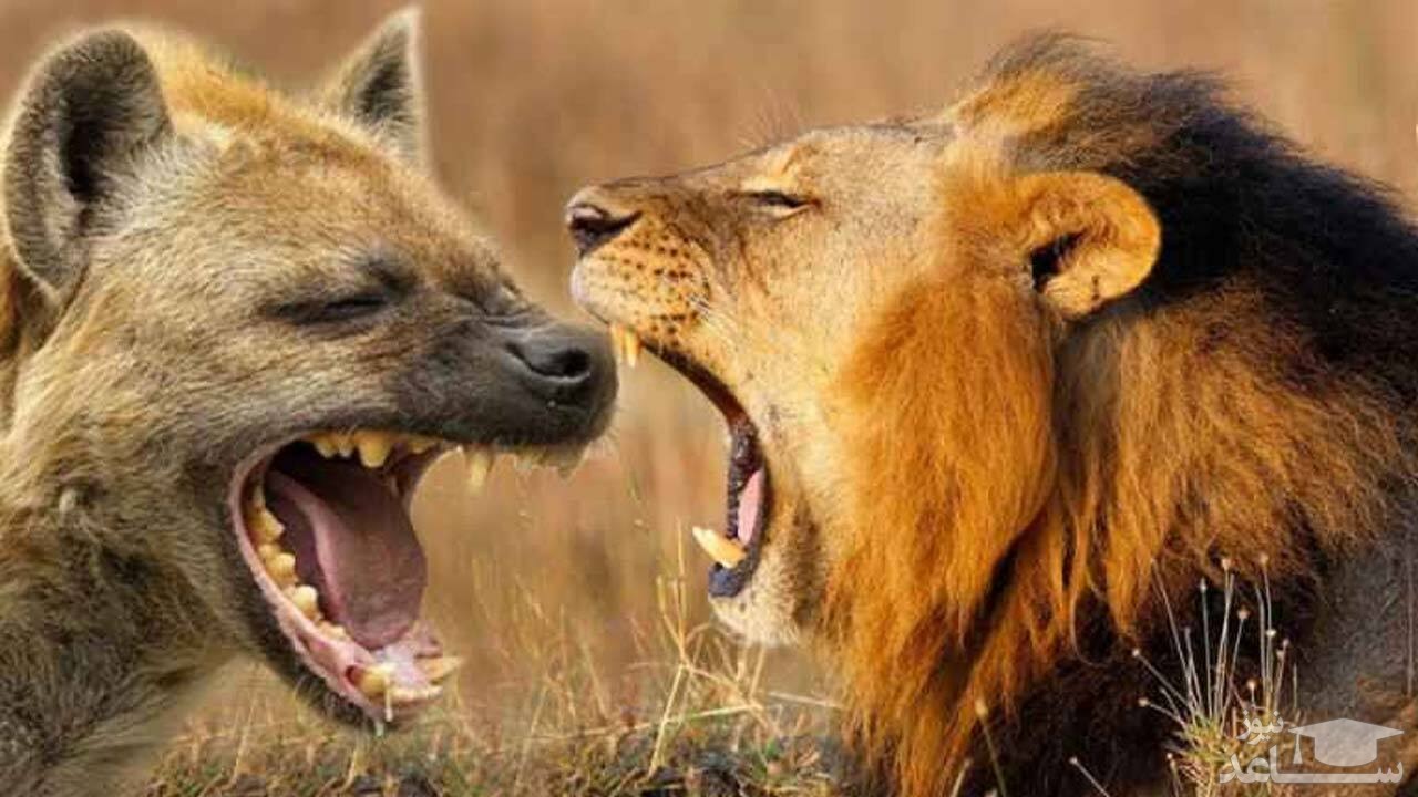 (فیلم) جنگ خونین شیر و کفتار