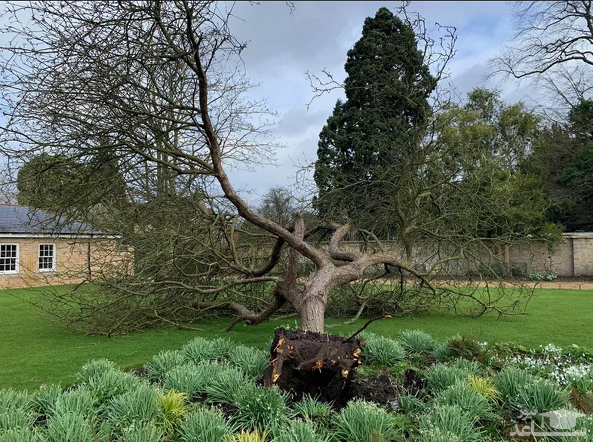 کنده شدن درخت موسوم به "درخت سیب نیویتون" در اثر توفان شدید 