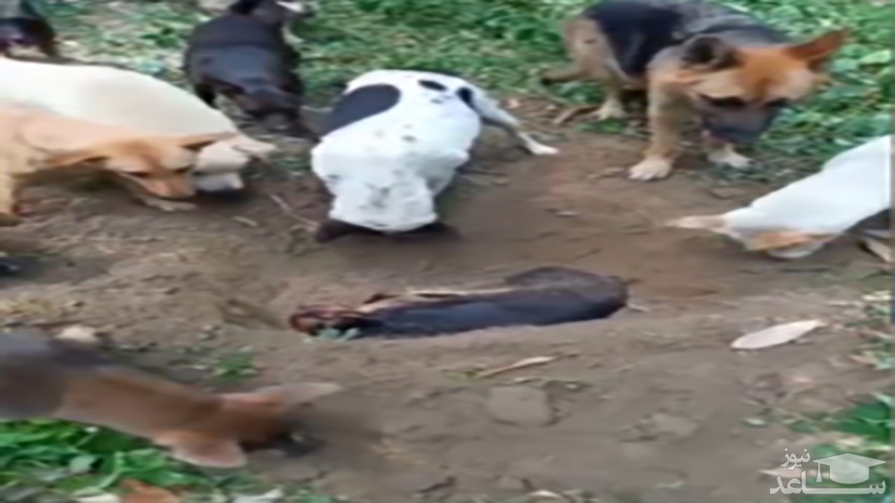 فیلمی جالب از برگزاری مراسم خاکسپاری یک سگ توسط اعضای گله‌اش