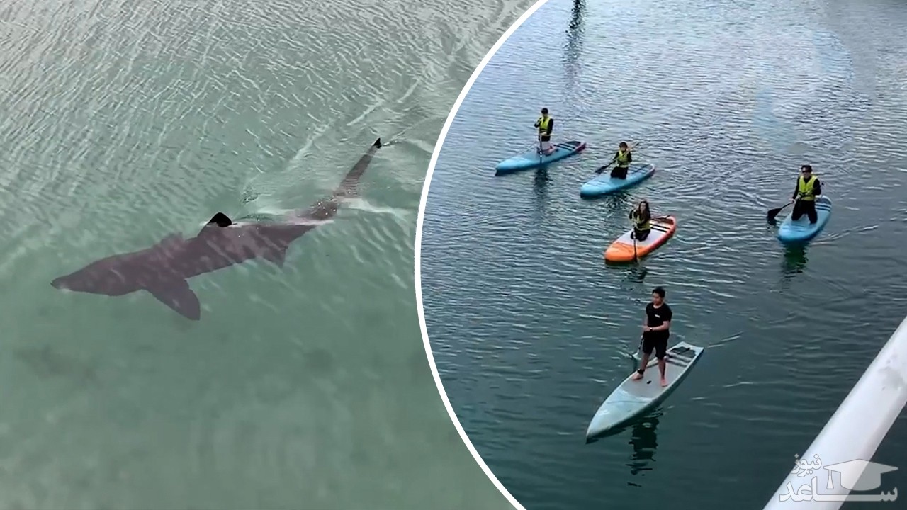 (فیلم) ورود یک کوسه بزرگ به محوطه بندری در انگلیس