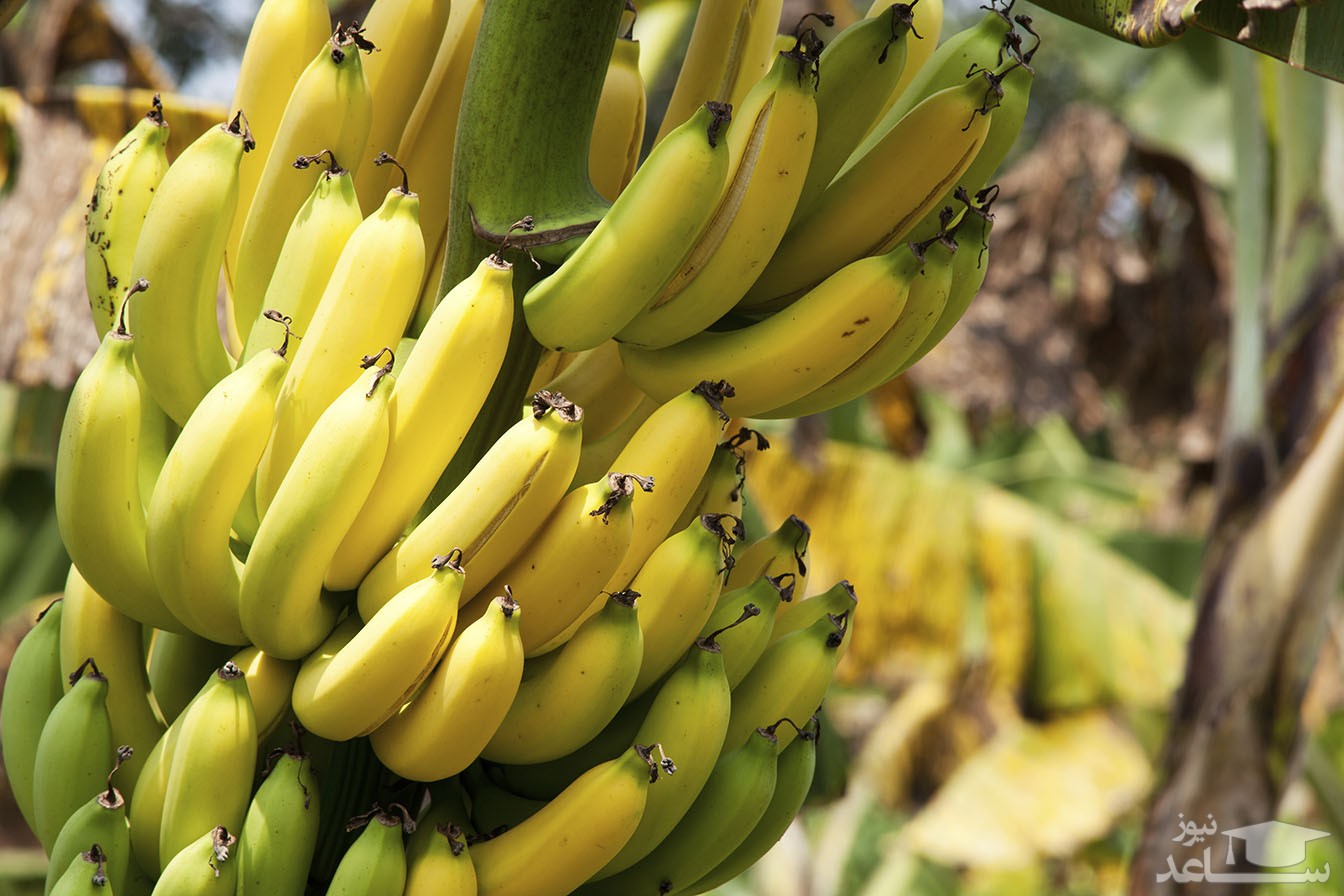 آشنایی با خاصیت درمانی میوه پلانتین