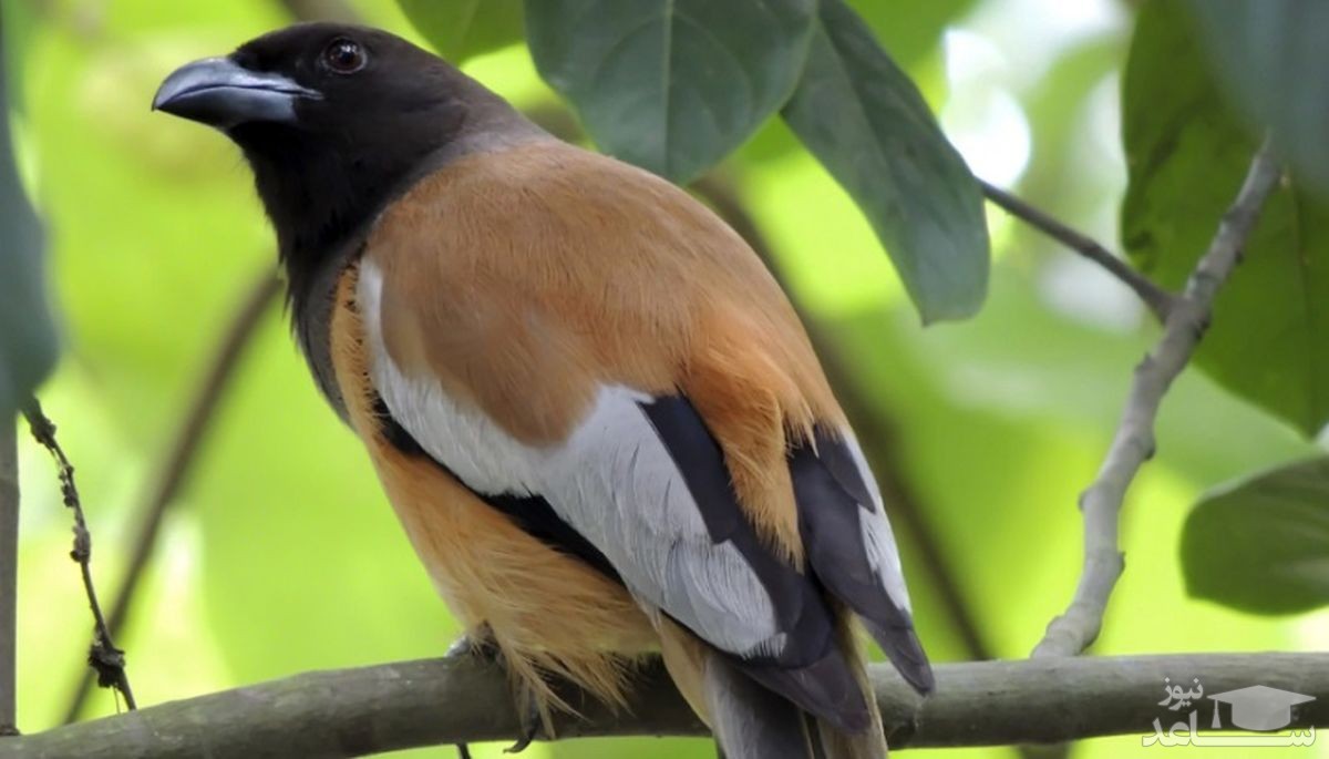 اولین پرنده سمی جهان کشف شد