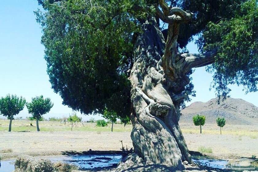 درخت نوش کهنسال هدک شهر بردسکن