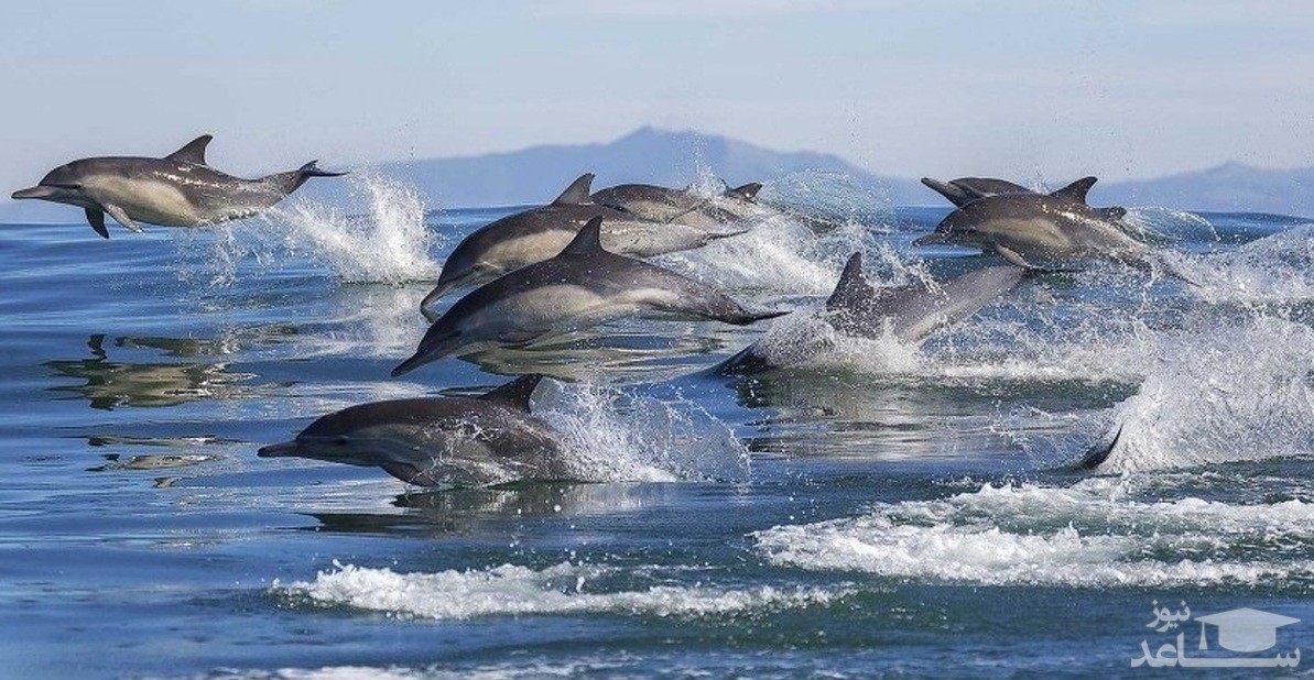 (فیلم) نمایش دسته‌جمعی دلفین‌های یونس