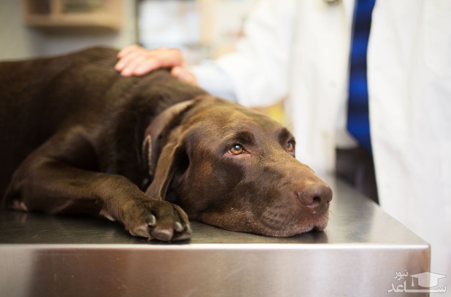 علل و علائم سردرد در سگ‌ها وروش های درمان