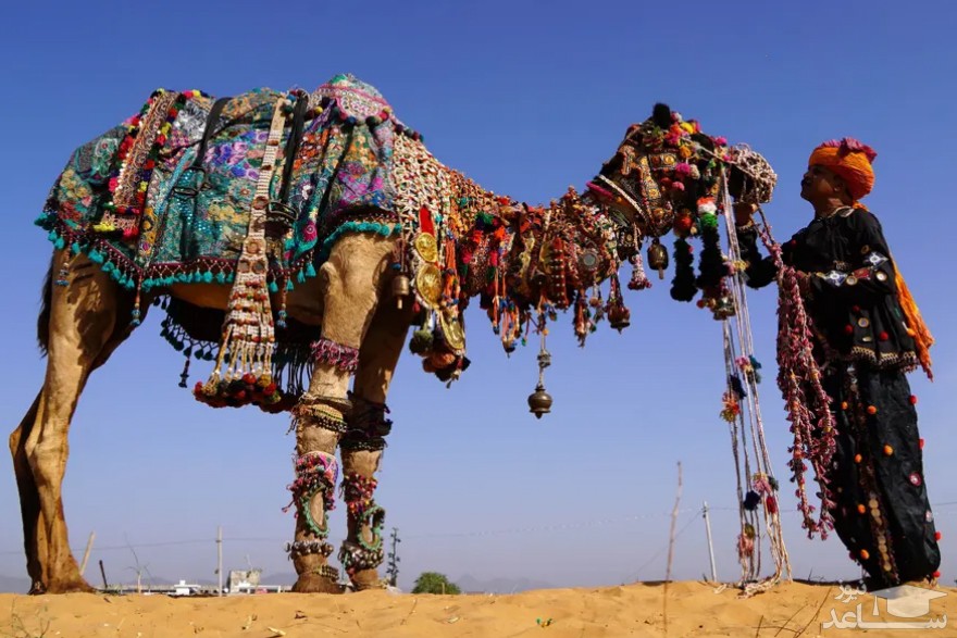 نمایشگاه شتر "پوشکار" در راجستان هند/ خبرگزاری فرانسه