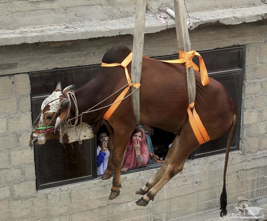 تصویر
