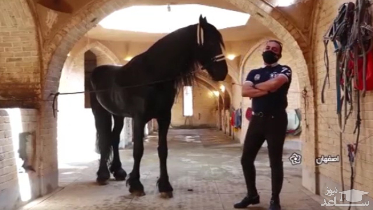 (فیلم) قیمت‌های عجیب یک حیوان نجیب