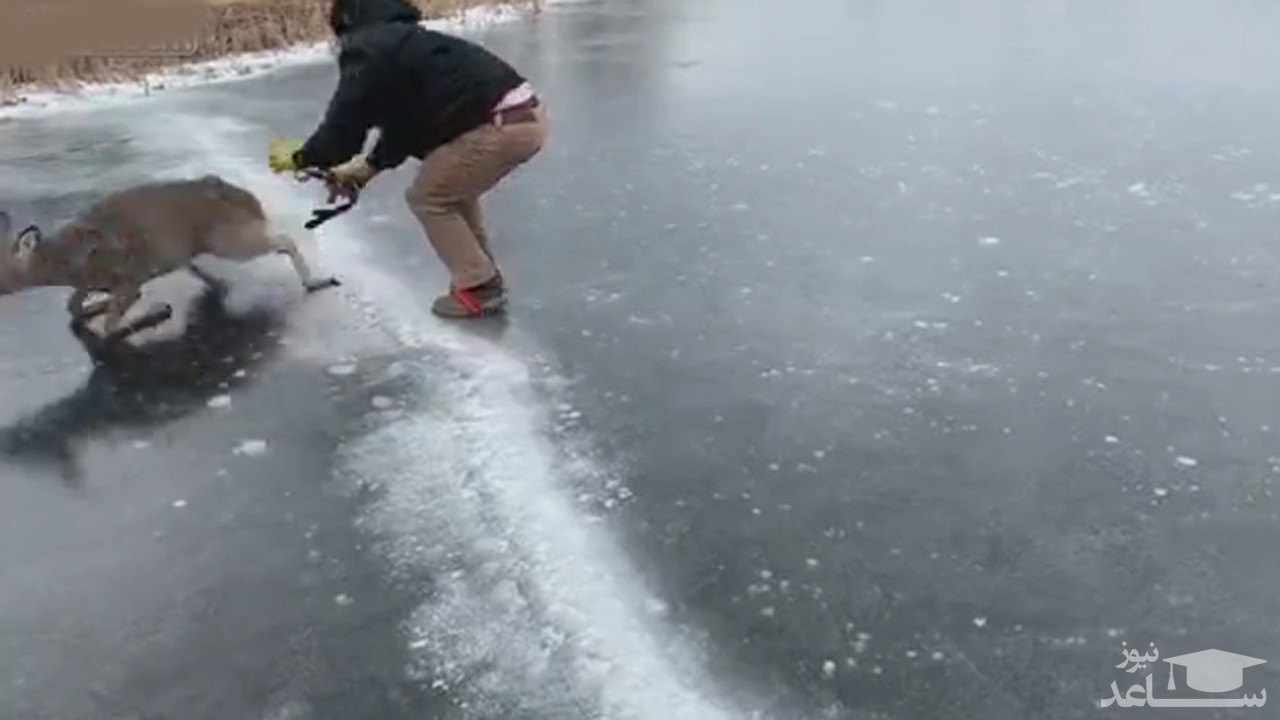(فیلم) نجات یک گوزن از روی دریاچه یخ زده