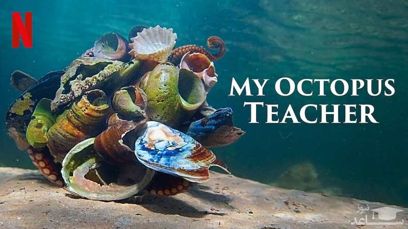 مستند معلم اختاپوسی من