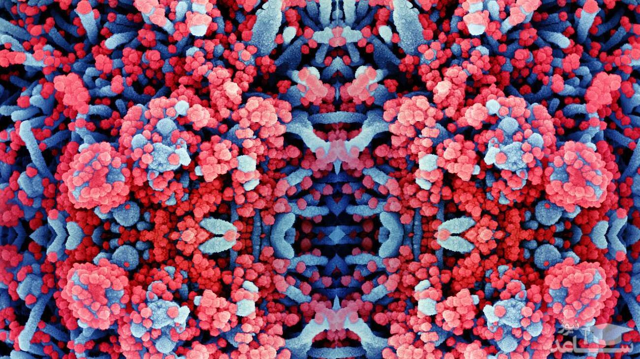 کشف پادتن‌هایی که علیه کووید-۱۹ عمل می‌کنند