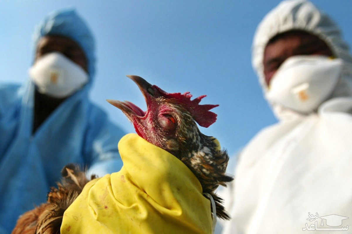 مشاهده بیماری آنفلوآنزای فوق حاد پرندگان در تبریز