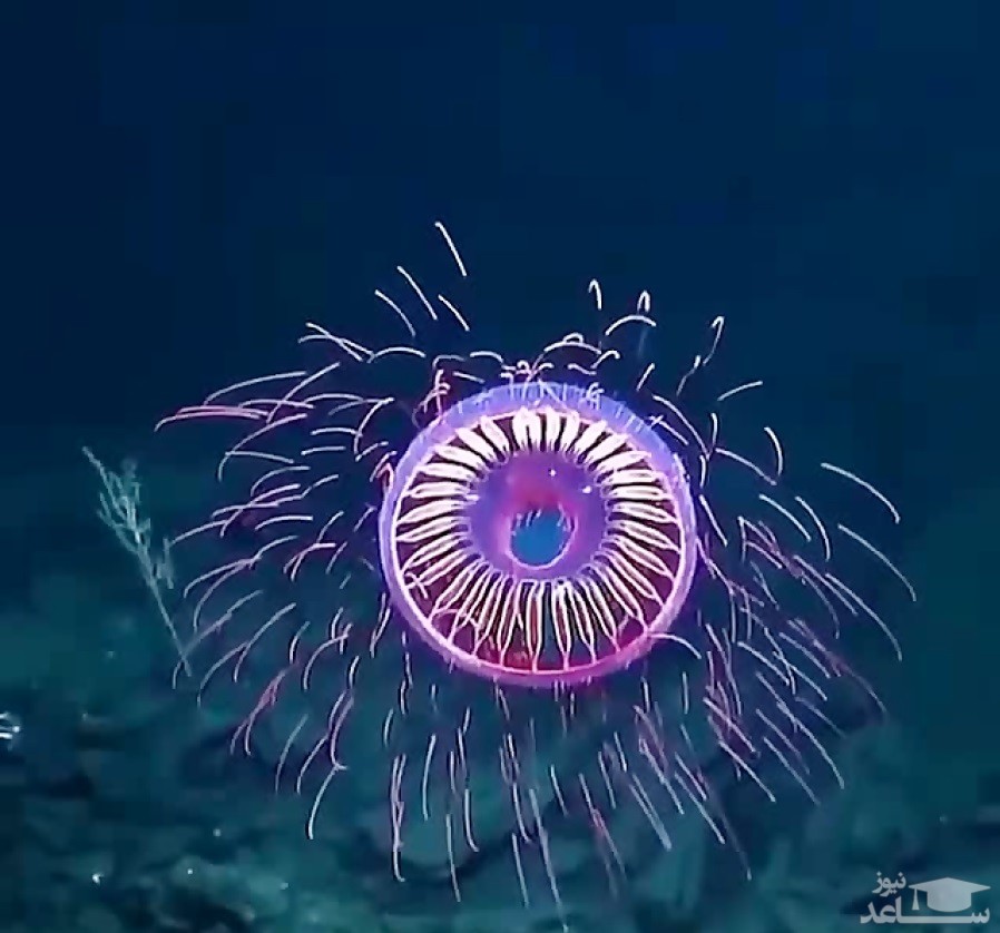 (فیلم) گونه‌ای نادر و بینظیر از عروس‌های دریایی