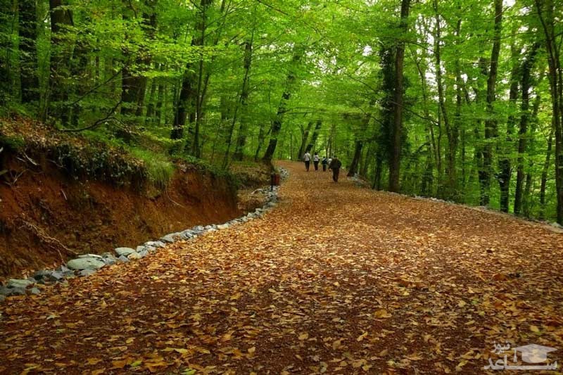 جنگل بلگراد