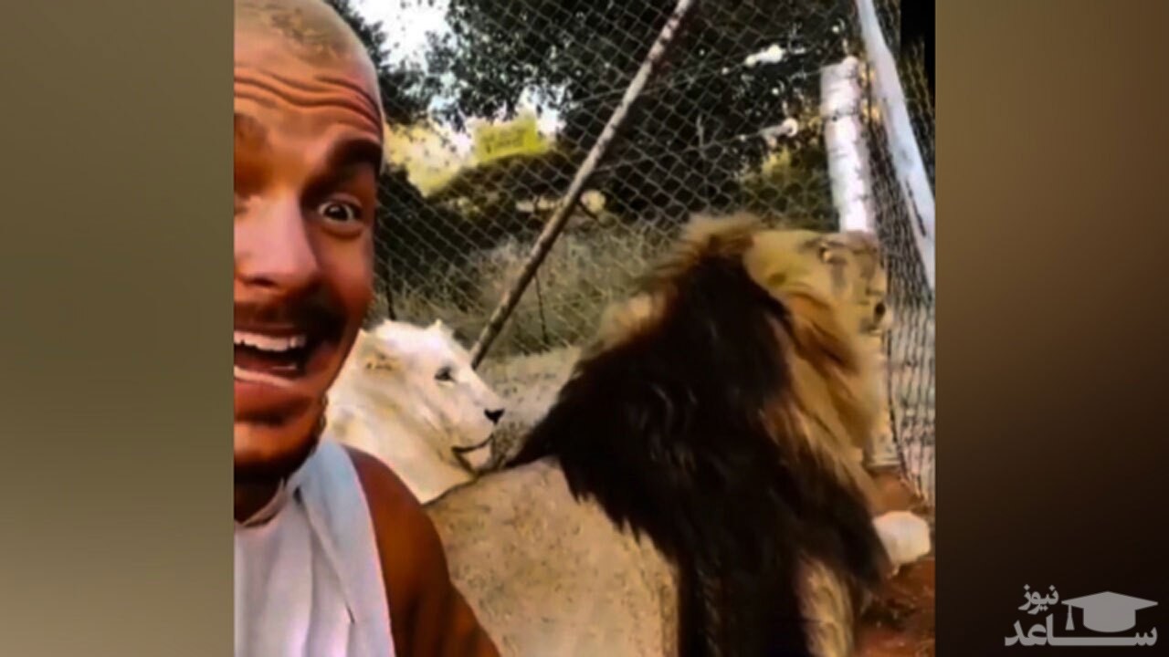 (فیلم) هم کلام شدن شیر با یک انسان!
