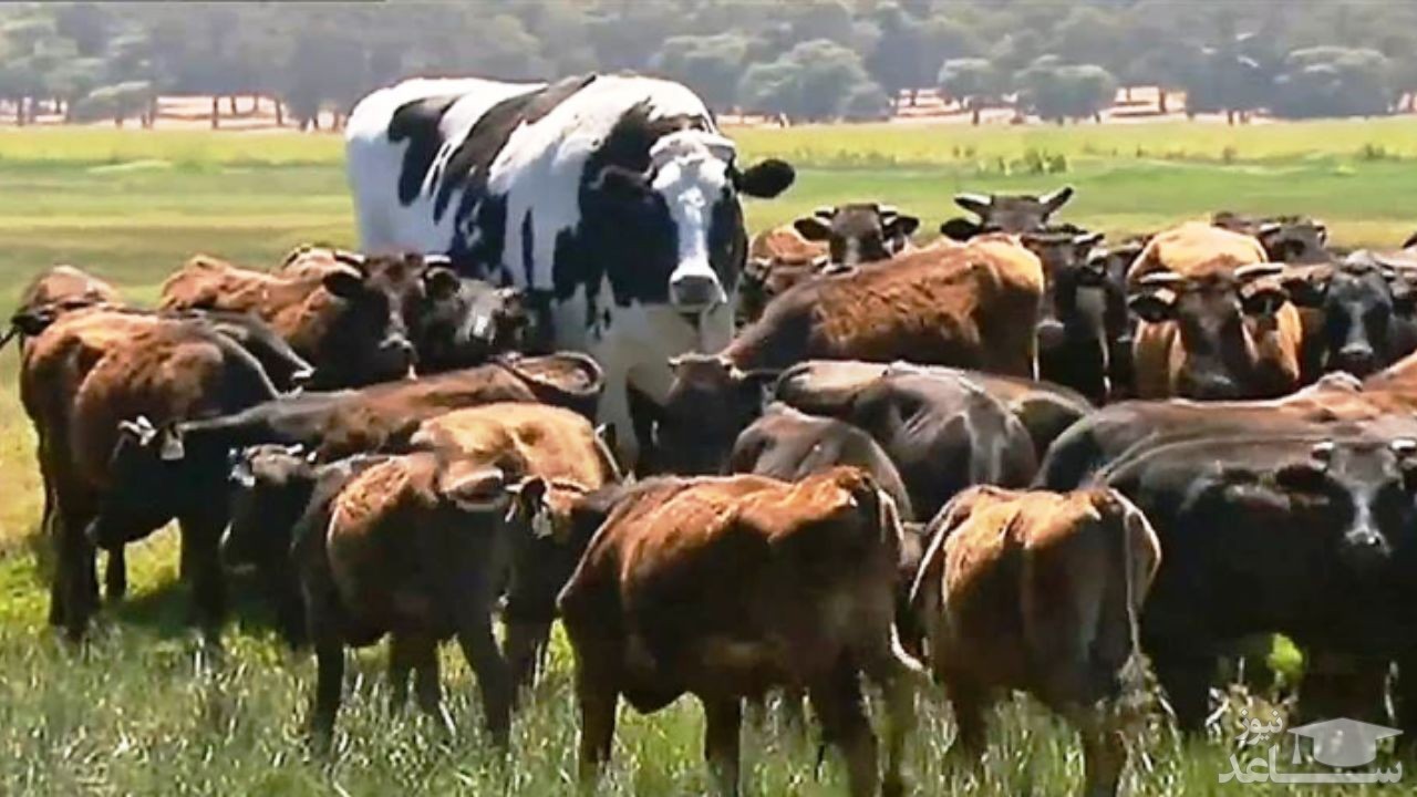 (عکس) گران‌قیمت‌ترین گاو جهان را ببینید!
