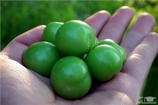 فواید و عوارض مصرف گوجه سبز در دوران بارداری