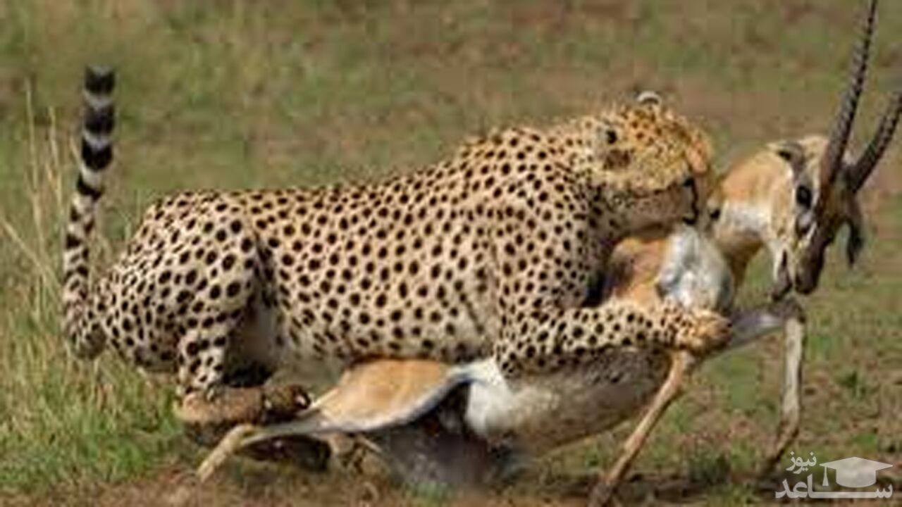 (فیلم) شکار آهو توسط یوزپلنگ