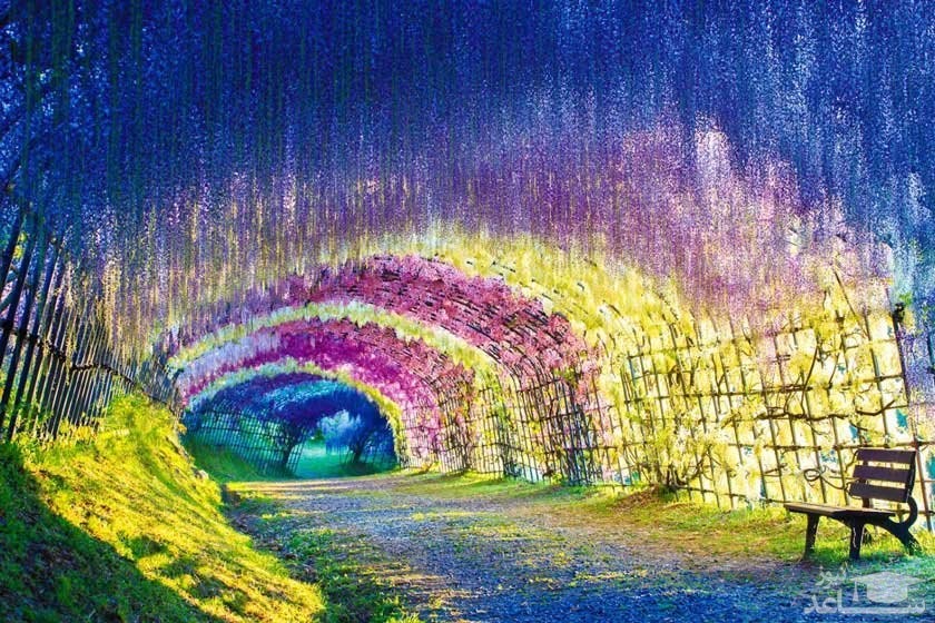 باغ های کاواچی فوجی (Kawachi Fuji Gardens)