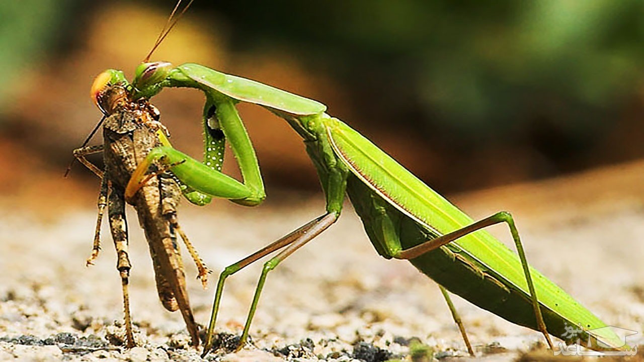 (فیلم) حملات برق آسای ماتیس به سایر حشرات