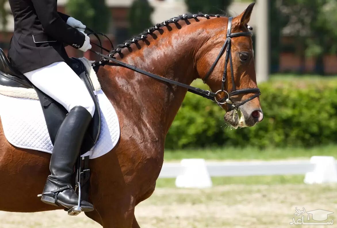 بی‌توجهی فدراسیون به تصمیم وزارت ورزش