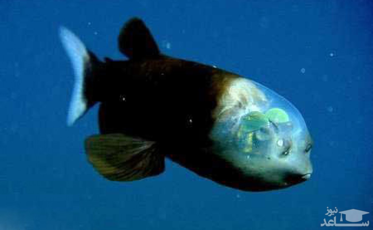 آشنایی با ماهی کله شیشه ای