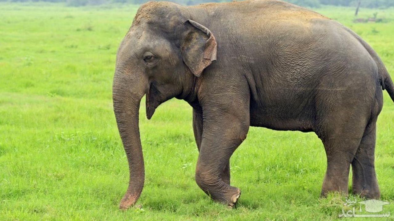 (فیلم) کارهای شگفت انگیز فیل باهوش