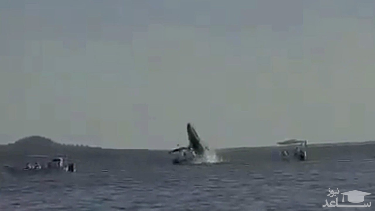 (فیلم) ضربه نهنگ گوژپشت به یک قایق