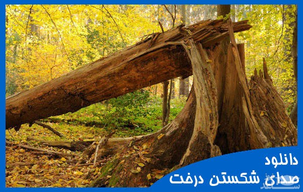 دانلود آهنگ افتادن درخت 2 از افکت صوتی طبیعت و محیط