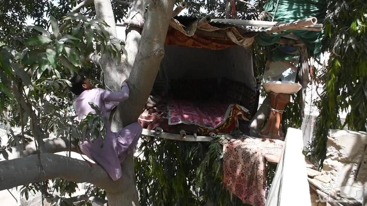 (ویدئو) تارزان کراچی که روی درخت زندگی می‌کند