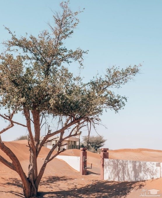تصویر