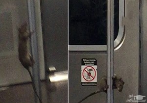 (فیلم) ورود یک موش به داخل واگن، مسافران مترو را برآشفت