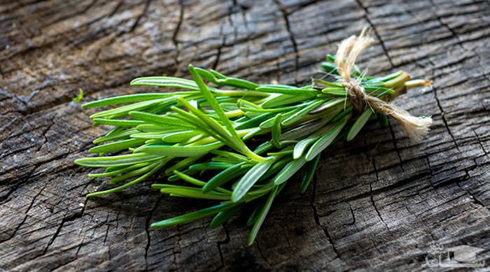 با فواید و مضرات رزماری بیشتر آشنا شوید