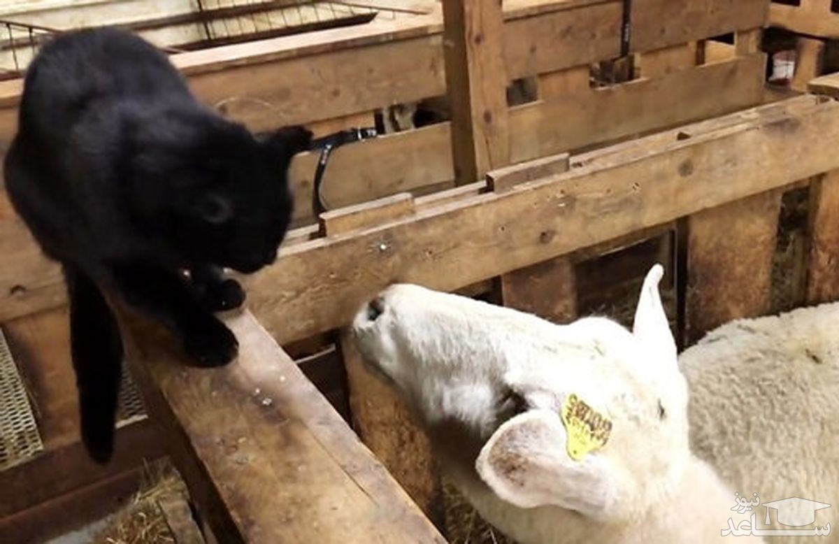 (فیلم) انتقام تلخ و در عین حال خنده‌دار یک گوسفند از گربه‌ای عصبی