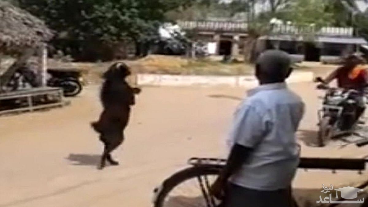 (فیلم) راه رفتن عجیب یک بز در هند روی دو پا