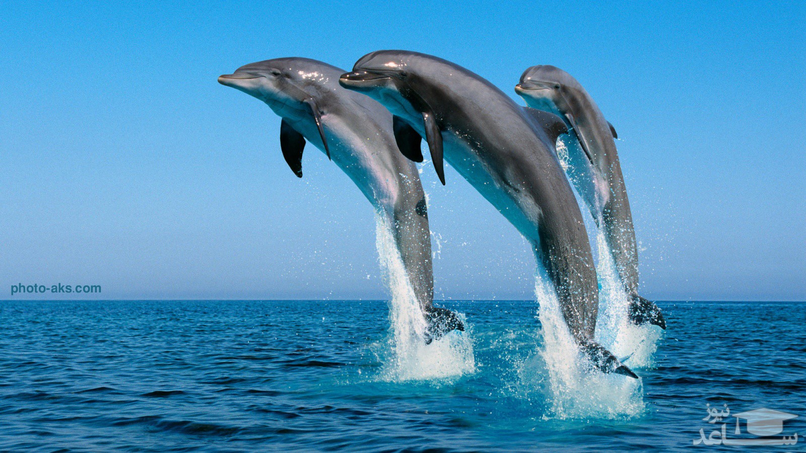 (فیلم) عاشقانه‌های دو دلفین؛ دست در دست در حال گشت‌وگذار