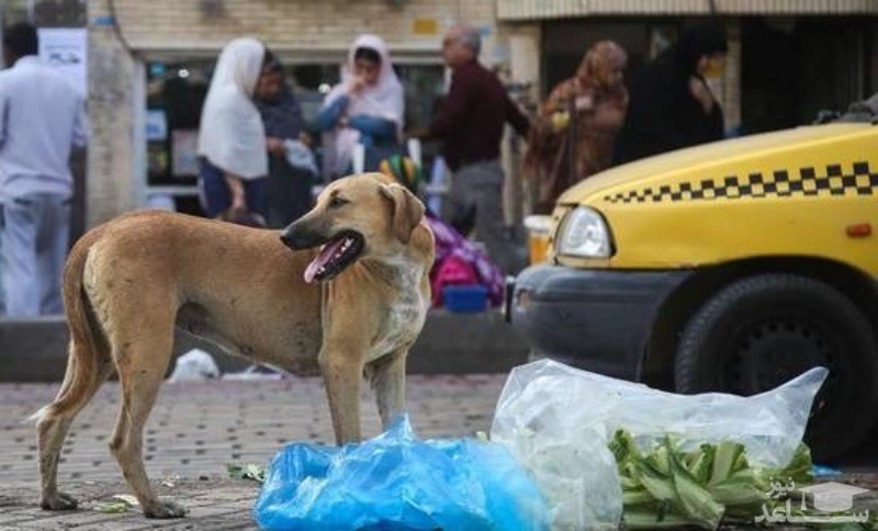 حمله سگ ولگرد به یک کودک ۷ ساله