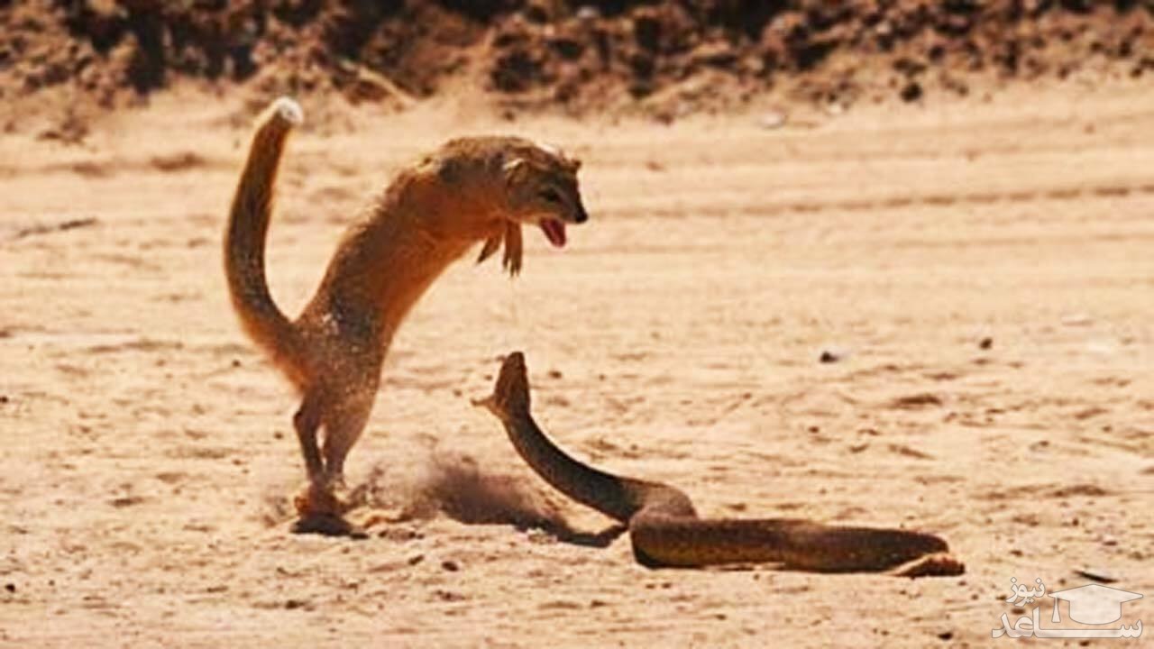 (فیلم) جنگ مرگبار مار کبری و خدنگ